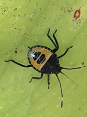 Biprorulus bibax