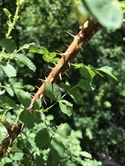 Rosa woodsii gratissima