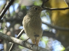 Phoenicurus auroreus