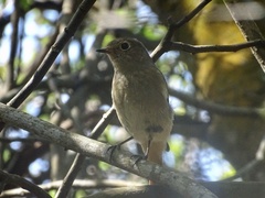 Phoenicurus auroreus