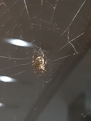 Araneidae