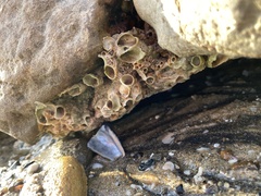 Vermetoidea