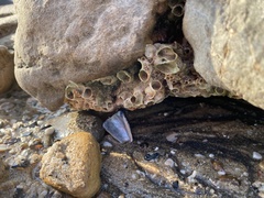 Vermetoidea