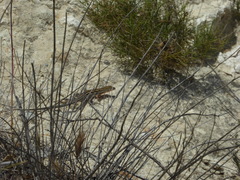 Aspidoscelis hyperythrus beldingi