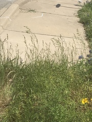 Bromus catharticus catharticus