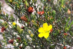 Hibbertia devitata