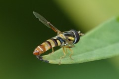 Ischiodon