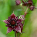 Marsh Cinquefoil - Photo (c) Les, some rights reserved (CC BY-NC-ND)