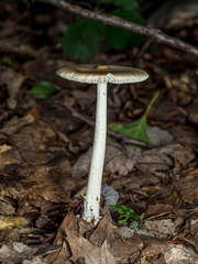 Amanita sinicoflava