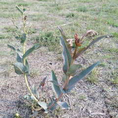Asclepias glaucescens