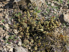 Veronica pimeleoides pimeleoides