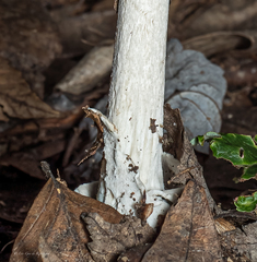 Amanita sinicoflava