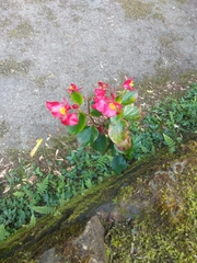 Begonia semperflorens-cultorum
