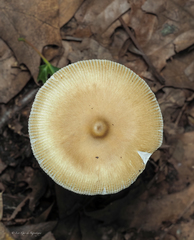 Amanita sinicoflava