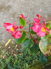 Begonia semperflorens-cultorum