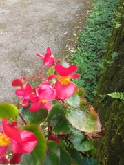 Begonia semperflorens-cultorum