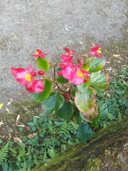Begonia semperflorens-cultorum