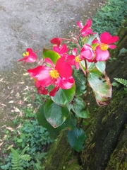 Begonia semperflorens-cultorum