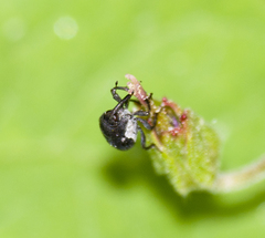 Zacladus geranii