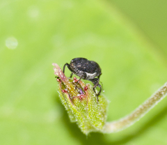 Zacladus geranii