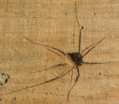 Opilio saxatilis