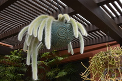 Cleistocactus colademononis