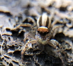Plexippus setipes