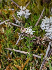 Asperula gunnii