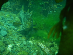 Aplodactylus arctidens
