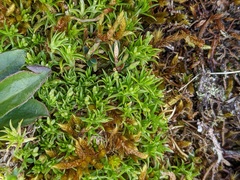 Scleranthus biflorus