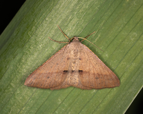 Delta Geometrid