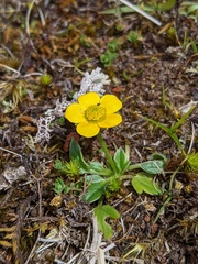 Ranunculus pascuinus