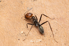 Iridomyrmex rubriceps