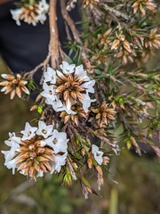 Epacris lanuginosa