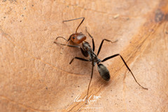 Iridomyrmex rubriceps