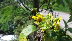 Smallanthus pyramidalis