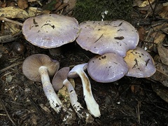 Cortinarius subfoetidus