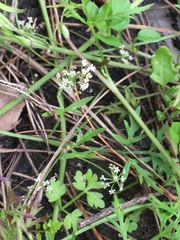 Apium prostratum prostratum