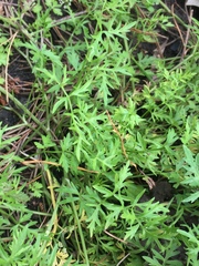 Apium prostratum prostratum