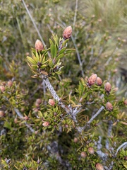 Melaleuca virens