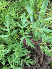 Apium prostratum prostratum