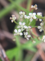 Apium prostratum prostratum