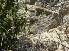 Aspidoscelis hyperythrus beldingi