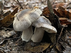 Tricholoma luteomaculosum