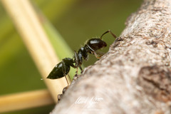 Crematogaster laeviceps