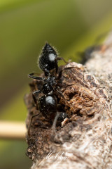 Crematogaster laeviceps