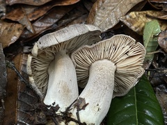 Tricholoma luteomaculosum