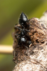 Crematogaster laeviceps