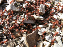 Crassula multicaulis