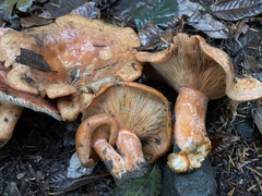 Lactarius aestivus